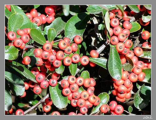 Otoño para disfrutar de las plantas 1