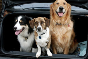 Viajar con mascotas 8