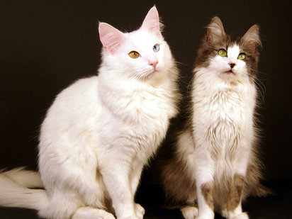 Razas de gatos: Angora Turco 1