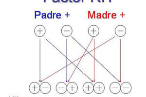 ¿Que Rh tendrá mi hijo? 7