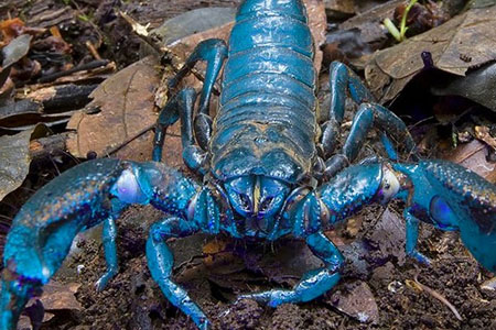Escorpion emperador azul africano