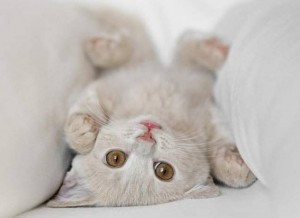 Gato tumbado