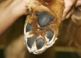 Patas de los perros 4