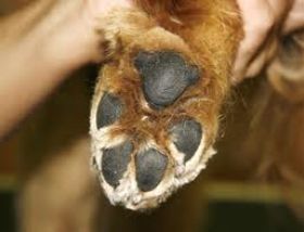 Patas de los perros 1