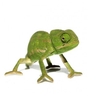 Los camaleones son uno de los reptiles más conocidos