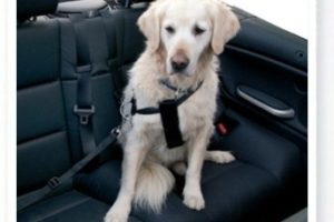 Viajar con un perro 6
