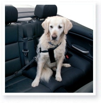 Viajar con un perro 1