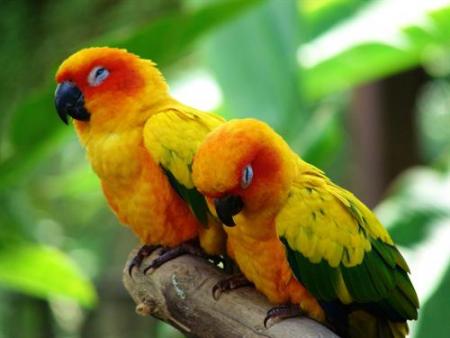 Las Aves 1