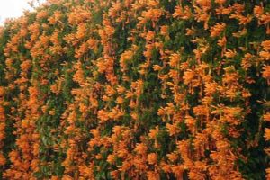 •Más flores de otoño 6