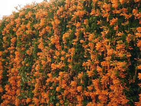 •Más flores de otoño 1