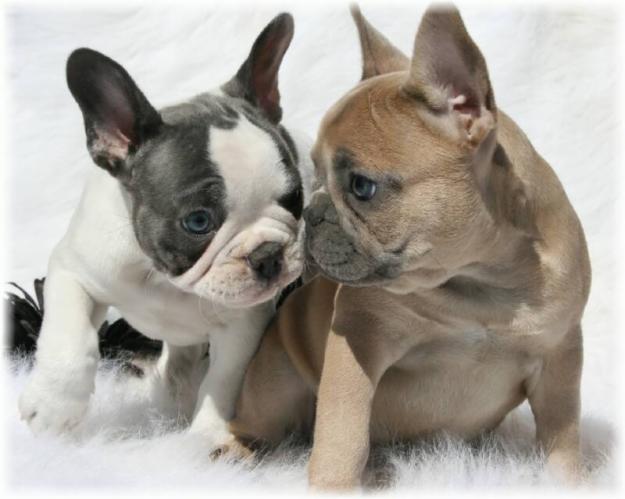 Razas de perros: Bulldog Francés 1