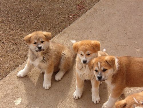 Razas de perros: Akita Inu 1