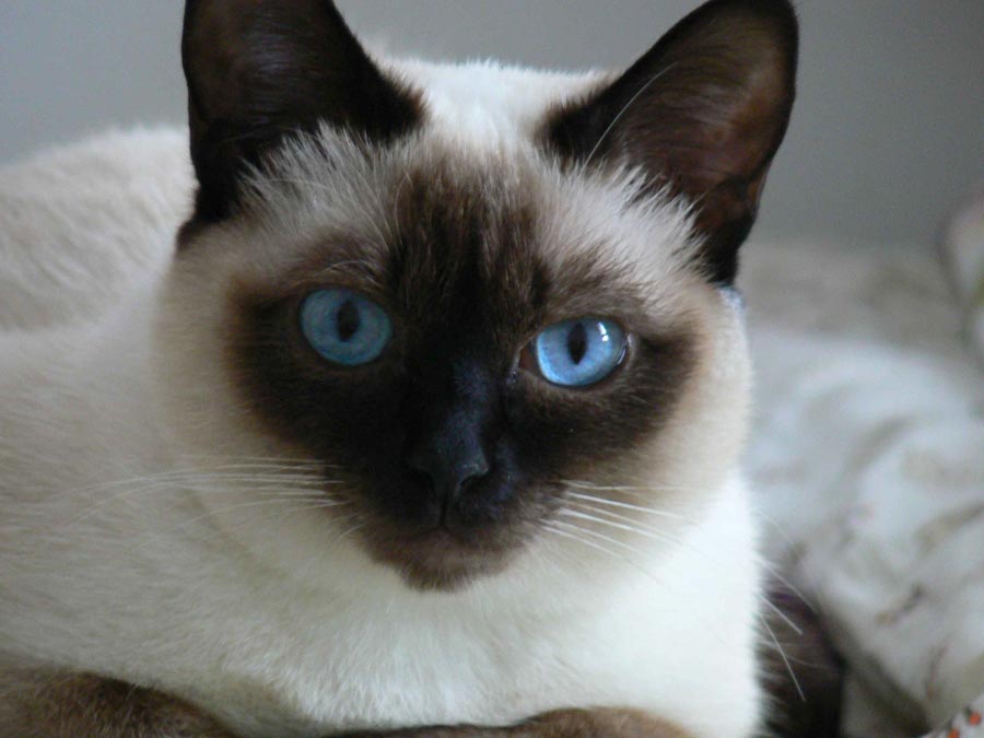 Razas de gatos: el gato siamés 1