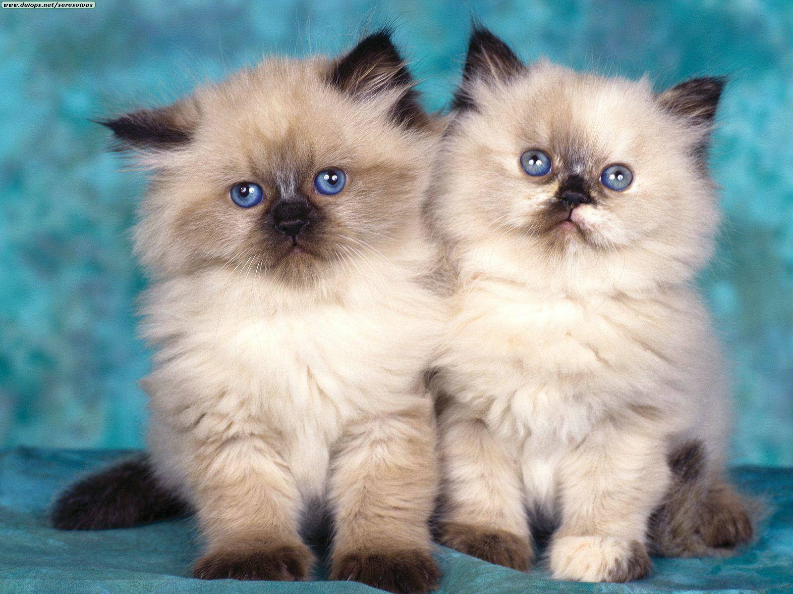 Gatos siameses