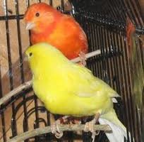 Comprar un pájaro 2