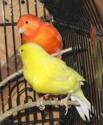 Comprar un pájaro 1