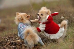Desarrollo cognitivo, cachorros 1