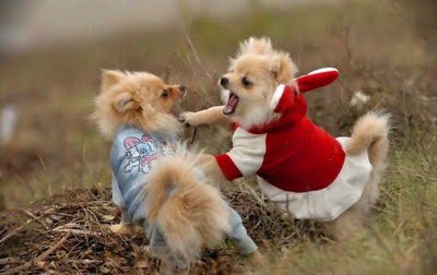 Desarrollo cognitivo, cachorros 1