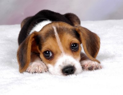 Razas de perros: Beagle 1