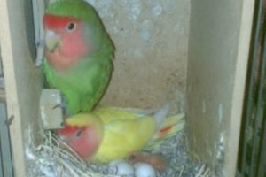 Cuidados del agaponis 12