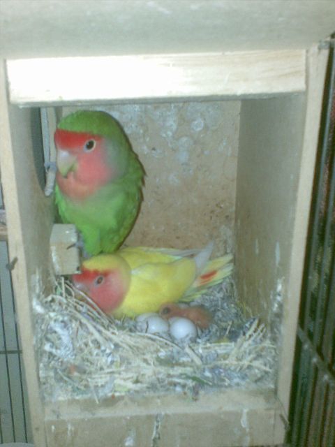 Cuidados del agaponis 1
