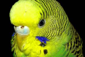 Consejos para comprar pájaros 3