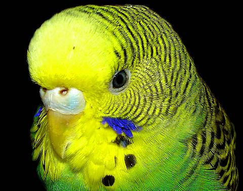 Consejos para comprar pájaros 1