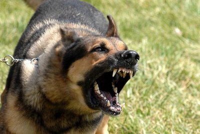 Perro mordedor 1
