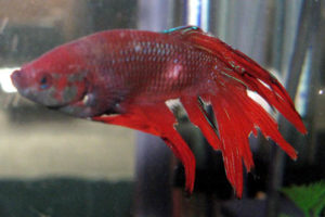 Enfermedades de los peces 5