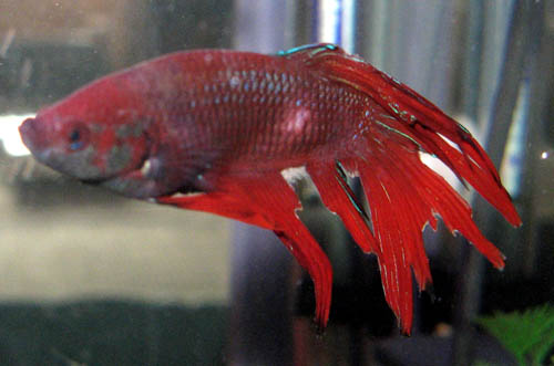 Enfermedades de los peces 1
