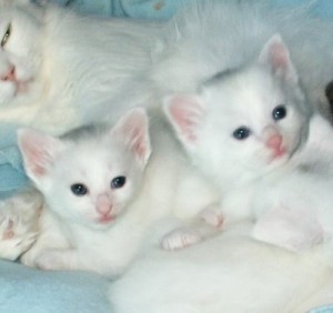 Cachorros de gato Angora Turco