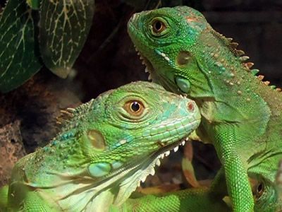 Un reptil como mascota 1