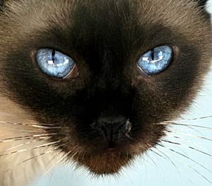 Cara del gato siamés