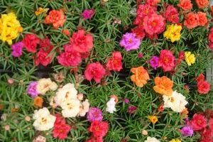 Flores de otoño 7