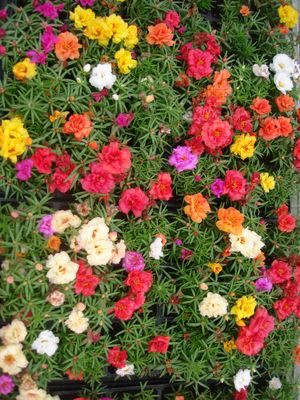 Flores de otoño 1