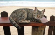 Viajar con un gato 6