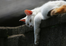 Si tu mascota es un gato, vacaciones 5
