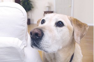 Perros detectan cáncer de pulmón