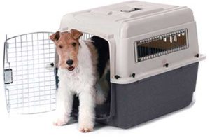 Viajar con un perro 7