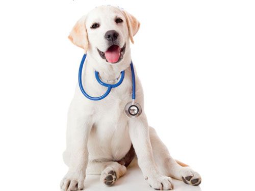 Los perros pueden detectar el cáncer 1