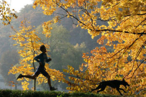 Pasear a los perros 1