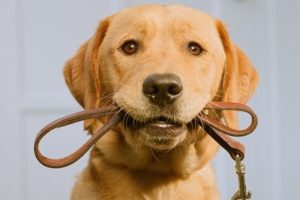 Paseadores de perros 10