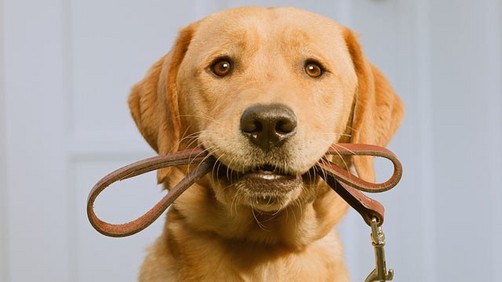 Paseadores de perros 1