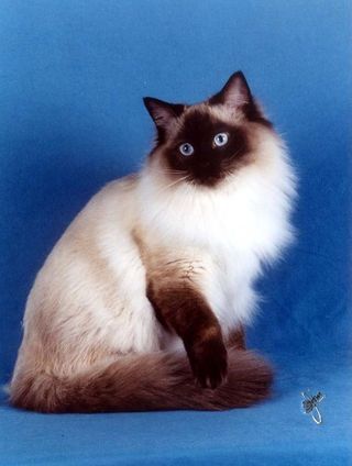 Gato Himalayo