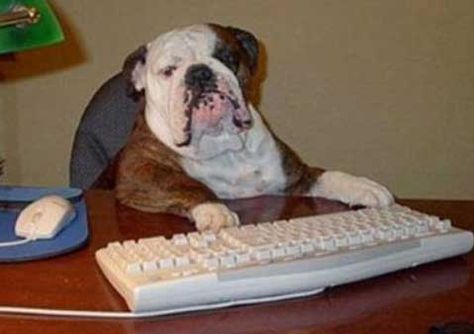 Mi perro conmigo al trabajo 1