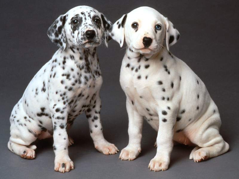 Cachorros de dálmatas
