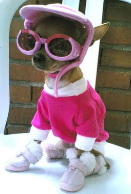 perro a la moda