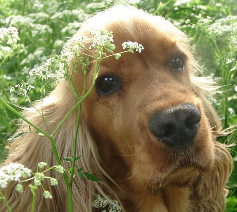 ¿Qué significa soñar con perros?