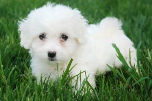 ¿Qué significa soñar con perros?