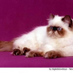Gato Himalayo